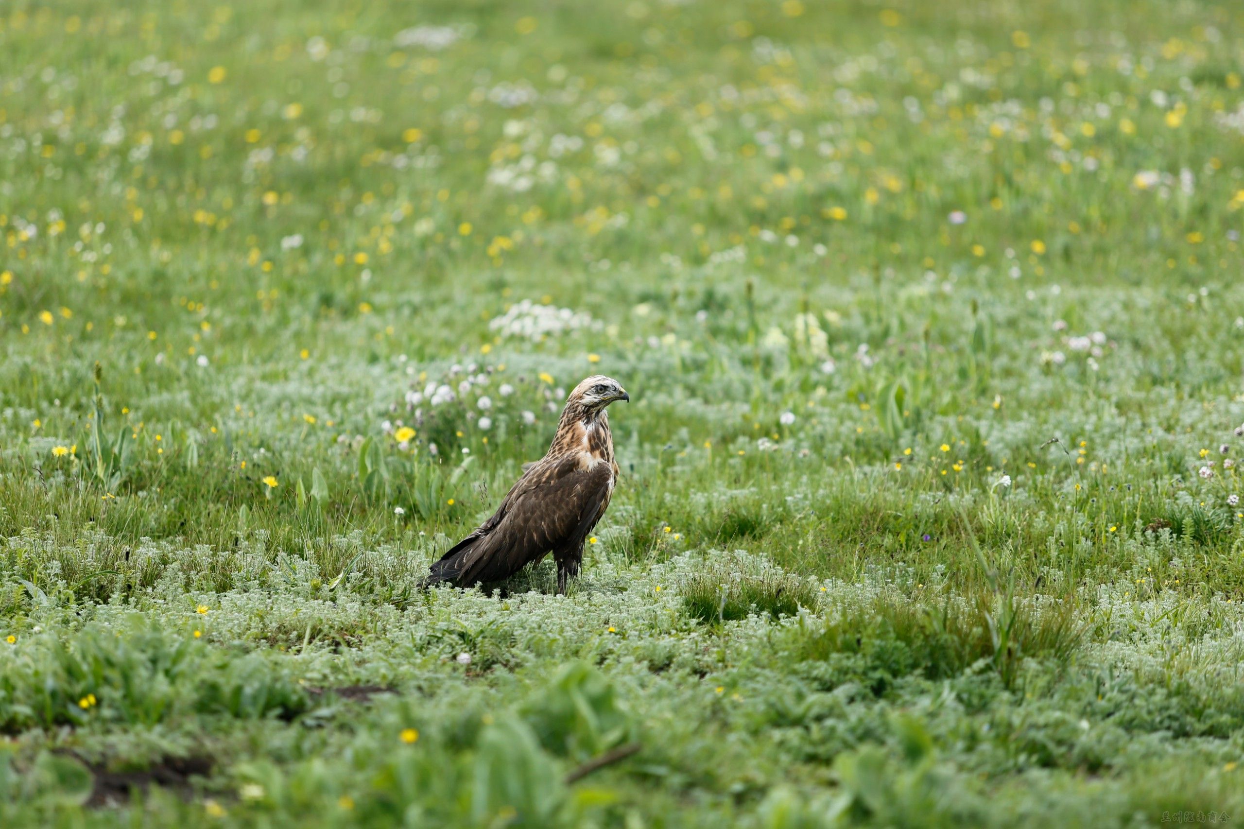 草原雕--国家Ⅰ级保护动物
