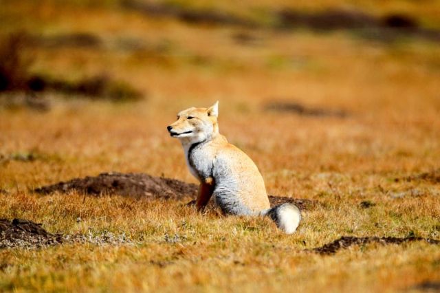 藏狐--国家Ⅱ级保护动物