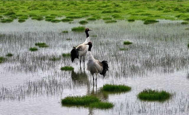 黑颈鹤--国家Ⅰ级保护动物