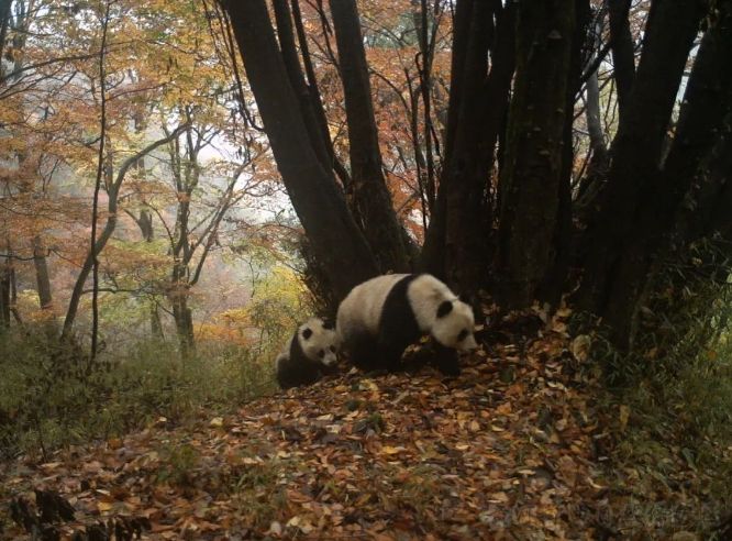 甘肃省林业和草原局党组书记、局长张旭晨：持续推进林草生态保护修复