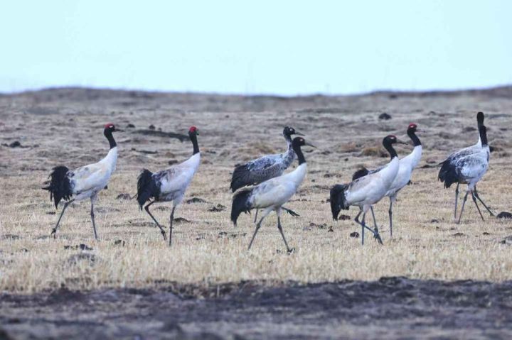 黄河首曲国家级自然保护区迎来大批珍稀候鸟   