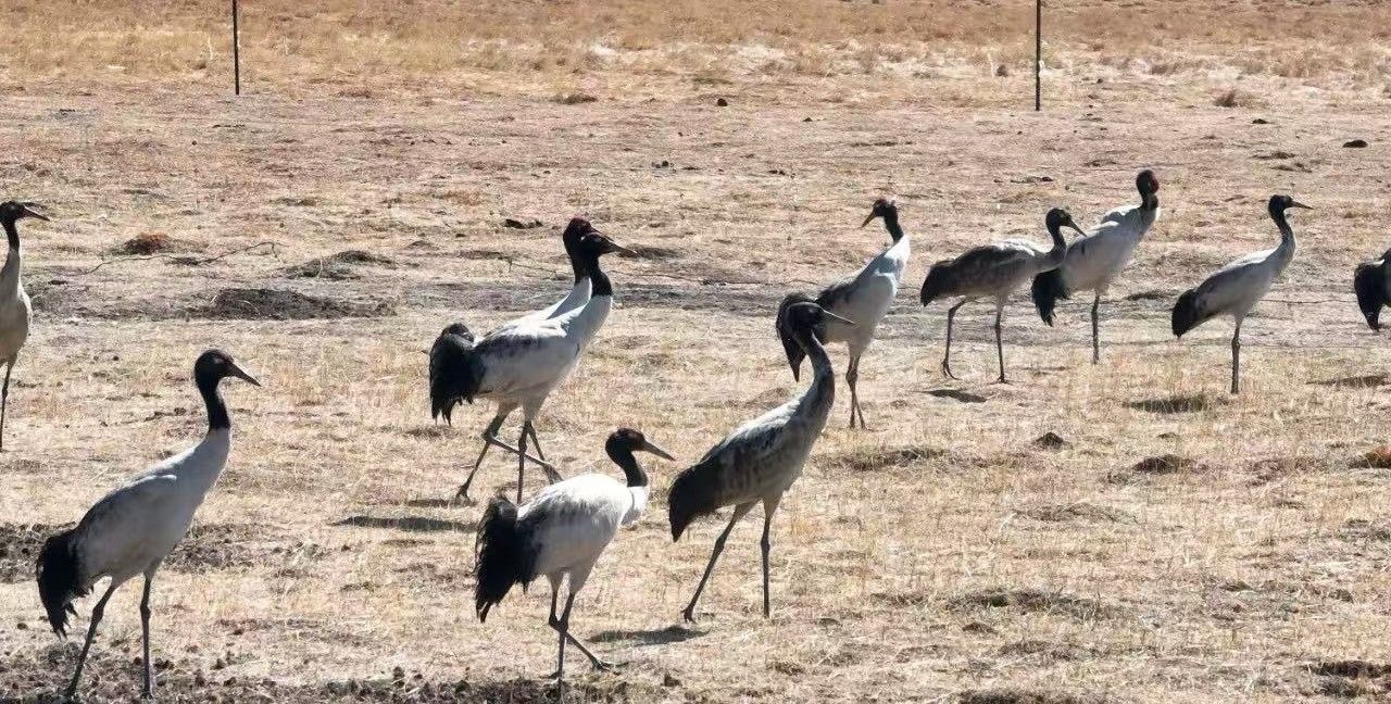 黄河首曲管护中心开展&ldquo;守护高原精灵&rdquo;黑颈鹤栖息地及种群数量调查活动