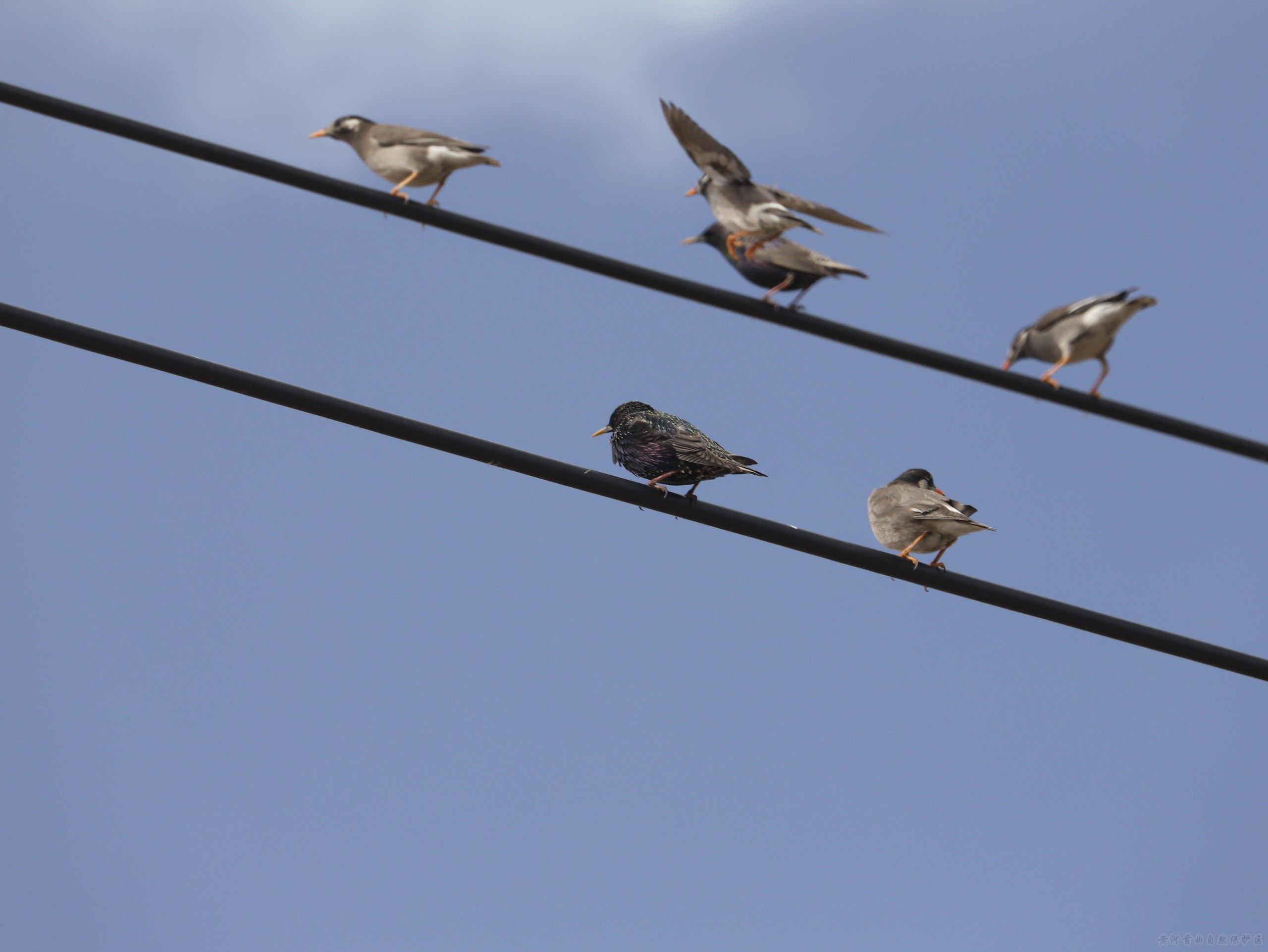 甘肃黄河首曲保护区鸟类&ldquo;添丁进口&rdquo;  &mdash;&mdash;紫翅椋鸟和灰椋鸟现身保护区   