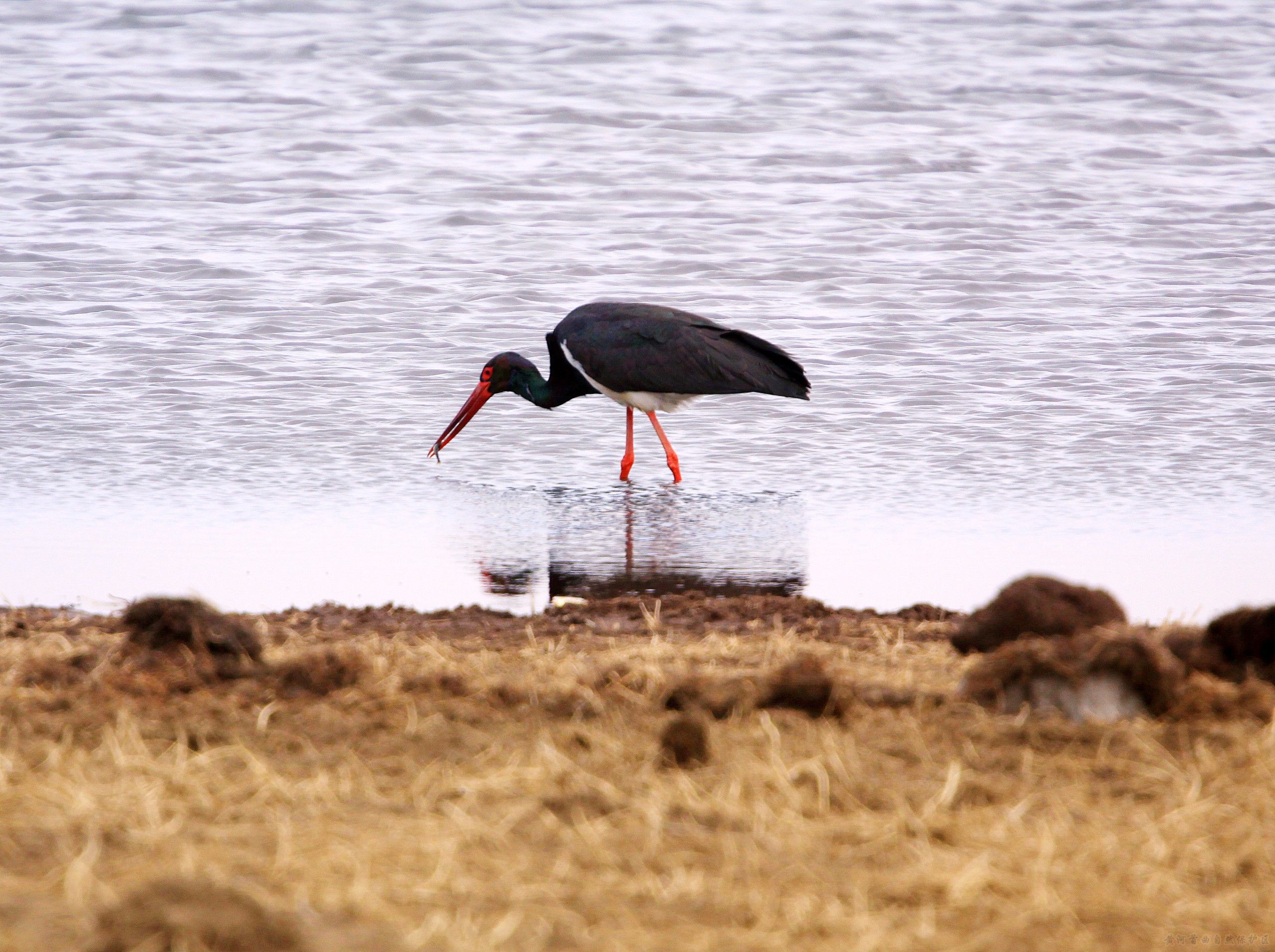 1727335716286069.jpg 黑鹳.jpg